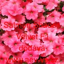 Pet&uacute;nie zkř&iacute;žen&aacute; &bdquo;surf&iacute;nie&ldquo; převisl&aacute; Salmon Shades Velvet F1