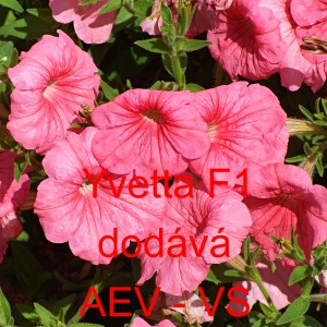 Pet&uacute;nie mnohokvět&aacute; Yvetta F1