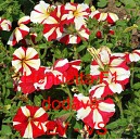 Pet&uacute;nie mnohokvět&aacute; Henrietta F1