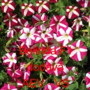 Pet&uacute;nie mnohokvět&aacute; Belinda F1