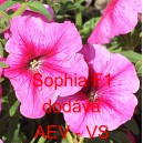 Pet&uacute;nie mnohokvět&aacute; Sophia F1