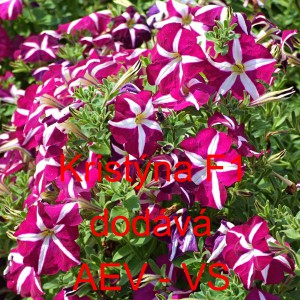 Pet&uacute;nie mnohokvět&aacute; Kristina F1