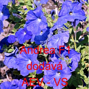 Pet&uacute;nie mnohokvět&aacute; Andrea F1