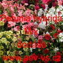 Pet&uacute;nie mnohokvět&aacute; Mix