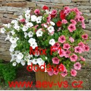 Pet&uacute;nie velkokvět&aacute; Mix F1