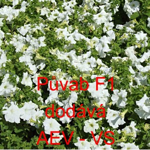 Pet&uacute;nie velkokvět&aacute; Půvab F1