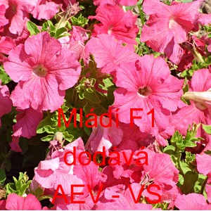 Pet&uacute;nie velkokvět&aacute; Ml&aacute;d&iacute; F1