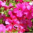 Pet&uacute;nie velkokvět&aacute; Př&aacute;telstv&iacute; F1