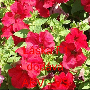 Pet&uacute;nie velkokvět&aacute; L&aacute;ska F1