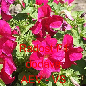 Pet&uacute;nie velkokvět&aacute; Radost F1