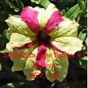 Pet&uacute;nie velkokvět&aacute; Sophistica Lime Bicolor F1