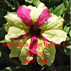 Pet&uacute;nie velkokvět&aacute; Sophistica F1 Lime Bicolor 