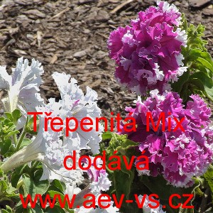 Pet&uacute;nie velkokvět&aacute; třepenit&aacute; Mix