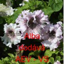 Pet&uacute;nie velkokvět&aacute; třepenit&aacute; Alba