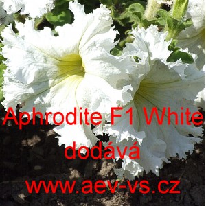 Pet&uacute;nie velkokvět&aacute; třepenit&aacute; Aphrodite F1 White