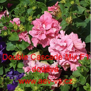 Pet&uacute;nie velkokvět&aacute;, plnokvět&aacute;, Double Cascade F1 Mix 