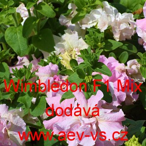 Pet&uacute;nie velkokvět&aacute;, plnokvět&aacute;, n&iacute;zk&aacute; Wimbledon F1 Mix