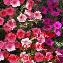 Pet&uacute;nie velkokvět&aacute; převisl&aacute; Lavina F1 Mix