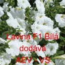 Pet&uacute;nie velkokvět&aacute; převisl&aacute; Lavina F1 B&iacute;l&aacute;