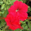 Pet&uacute;nie velkokvět&aacute; převisl&aacute; Lavina F1 Červen&aacute;