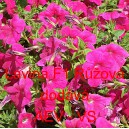 Pet&uacute;nie velkokvět&aacute; převisl&aacute; Lavina F1 Růžov&aacute;