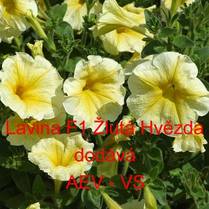 Pet&uacute;nie velkokvět&aacute; převisl&aacute; Lavina F1 Žlut&aacute; hvězda