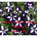 Pet&uacute;nie velkokvět&aacute; převisl&aacute; Lavina F1 Modr&aacute; hvězda