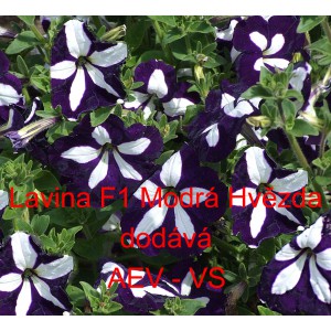 Pet&uacute;nie velkokvět&aacute; převisl&aacute; Lavina F1 Modr&aacute; hvězda