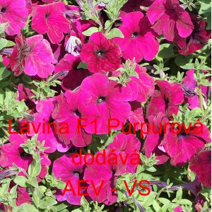 Pet&uacute;nie velkokvět&aacute; převisl&aacute; Lavina F1 Purpurov&aacute;