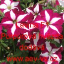 Pet&uacute;nie velkokvět&aacute; převisl&aacute; Lavina F1 Purpurov&aacute; hvězda