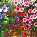 Pet&uacute;nie drobnokvět&aacute; Picobella F1 Mix