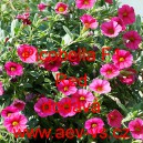 Pet&uacute;nie drobnokvět&aacute; Picobella F1 Red