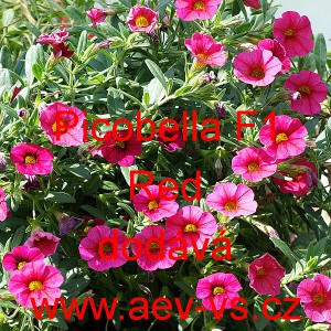 Pet&uacute;nie drobnokvět&aacute; Picobella F1 Red
