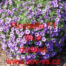 Pet&uacute;nie drobnokvět&aacute; Picobella F1 Blue