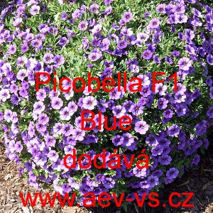 Pet&uacute;nie drobnokvět&aacute; Picobella F1 Blue