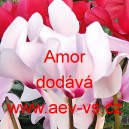 Bramboř&iacute;k persk&yacute; Amor