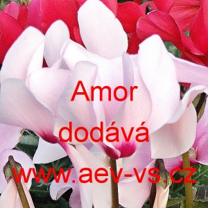 Bramboř&iacute;k persk&yacute; Amor