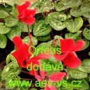 Bramboř&iacute;k persk&yacute; Orfeus