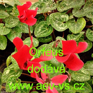 Bramboř&iacute;k persk&yacute; Orfeus