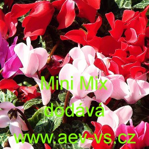 Bramboř&iacute;k persk&yacute; Mini Mix