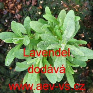 Levandule l&eacute;kařsk&aacute; Lavendel