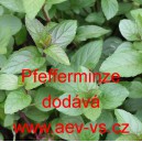 M&aacute;ta peprn&aacute; Pfefferminze