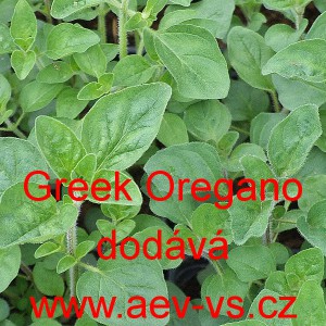 Oregano řeck&eacute; Greek Oregano