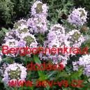 Saturejka horsk&aacute; Bergbohnenkraut