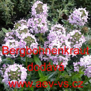 Saturejka horsk&aacute; Bergbohnenkraut