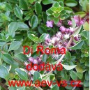 Tymi&aacute;n obecn&yacute; Di Roma