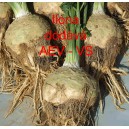 Celer bulvov&yacute; Ilona