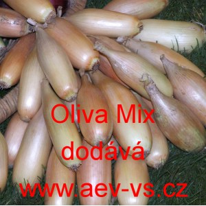 Cibule jarn&iacute; kuchyňsk&aacute; žlutohněd&aacute; Oliva Mix