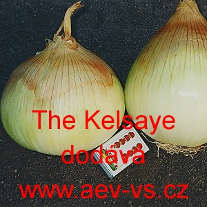 Cibule jarn&iacute; kuchyňsk&aacute; The Kelsaye