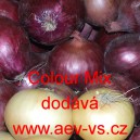 Cibule ozim&aacute; kuchyňsk&aacute; Colour Mix